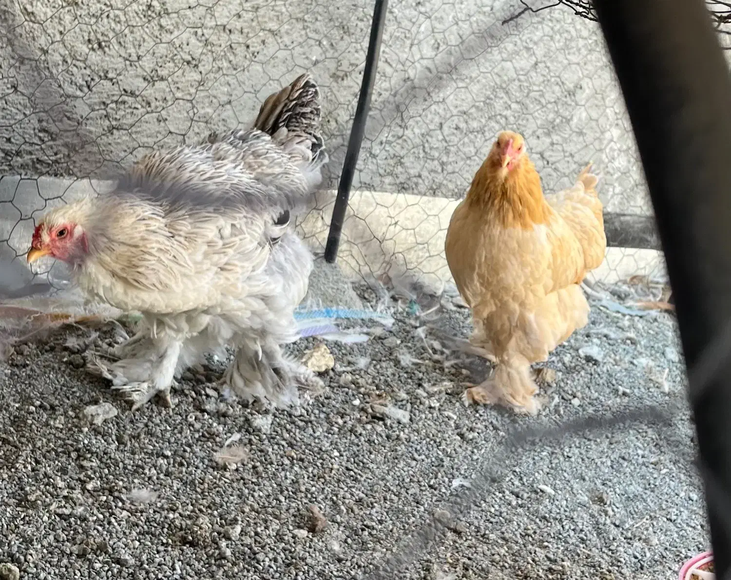 مرغ برهما اصیل و مولد|حیوانات مزرعه|قزوین, |دیوار