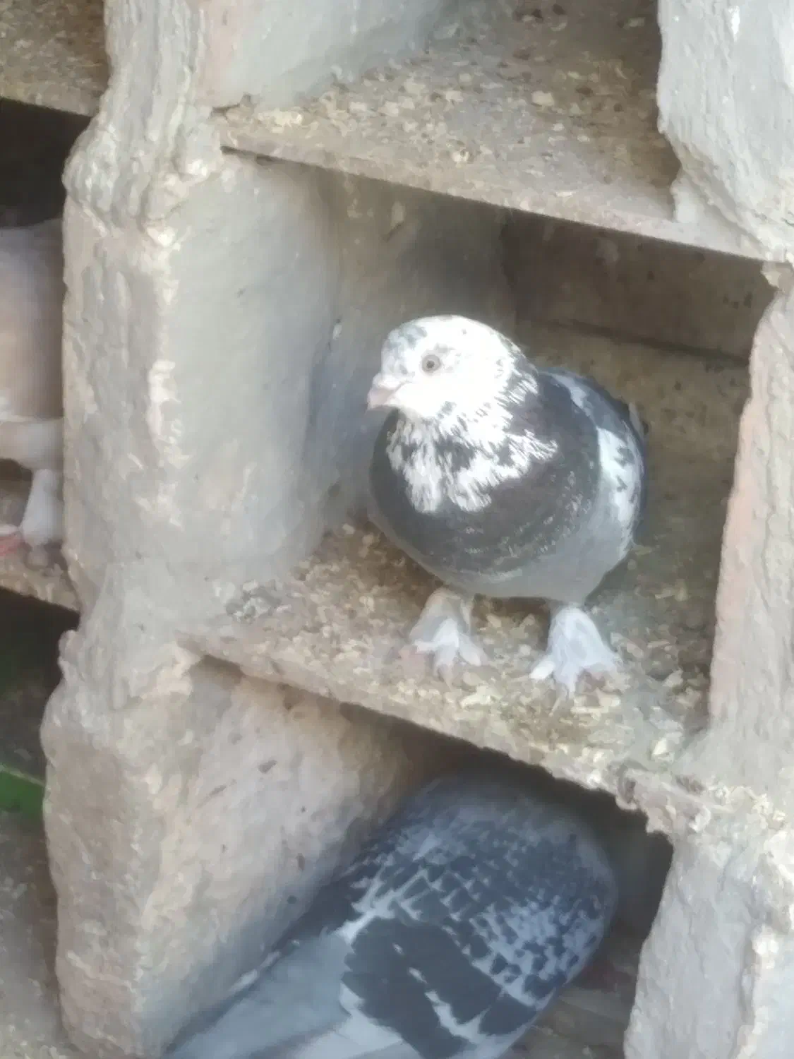 کفتر|پرنده|یزد, |دیوار