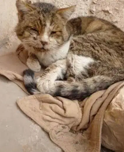 گربه مریض|گربه|تهران, شمشیری|دیوار