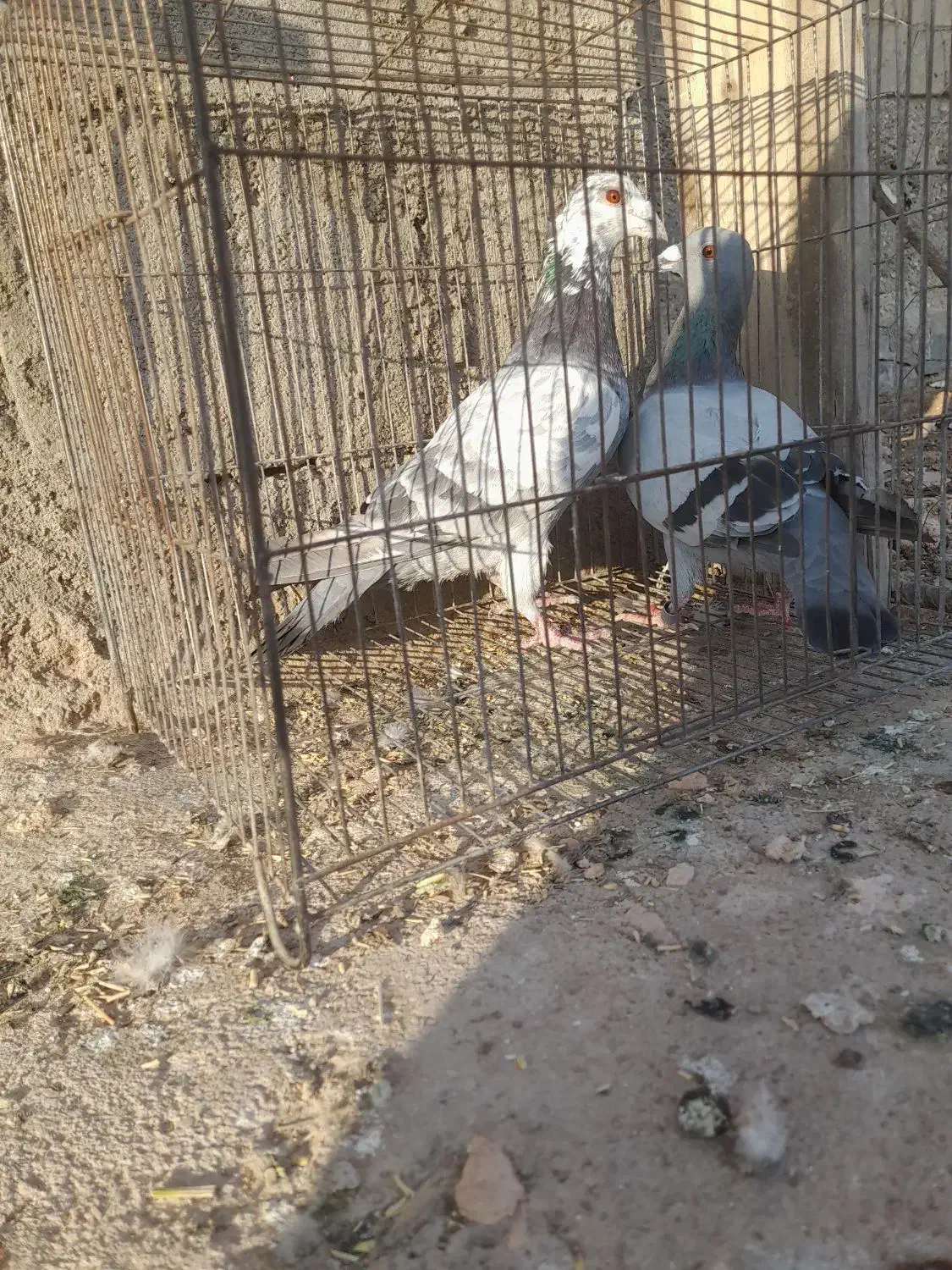 کبوتر پلاکی|پرنده|باروق, |دیوار