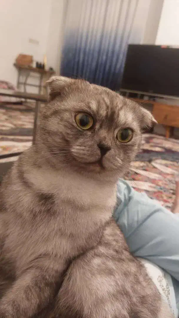 فروش گربه|گربه|کردکوی, |دیوار