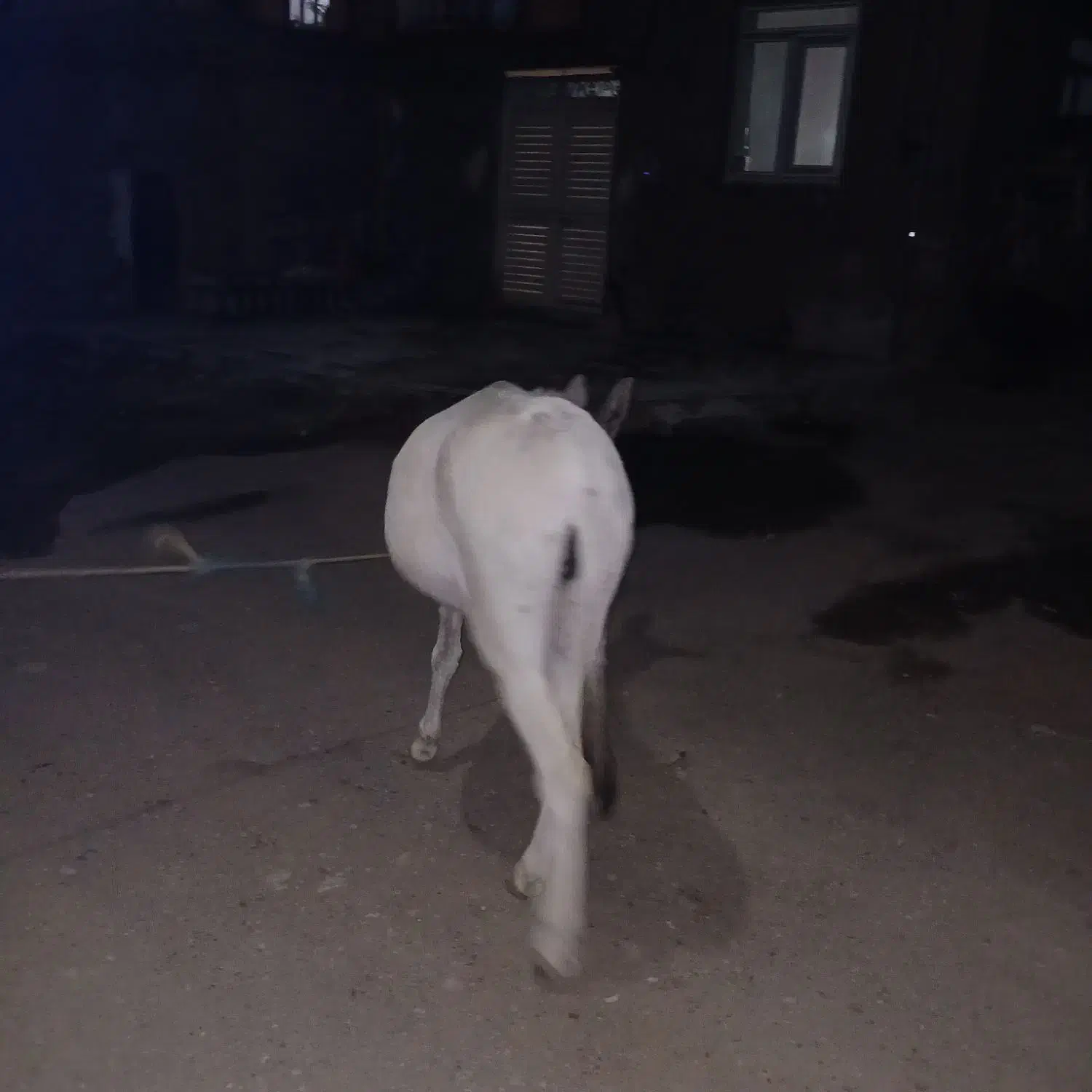 ۸۰۰۰۰۰|حیوانات مزرعه|موچش, |دیوار