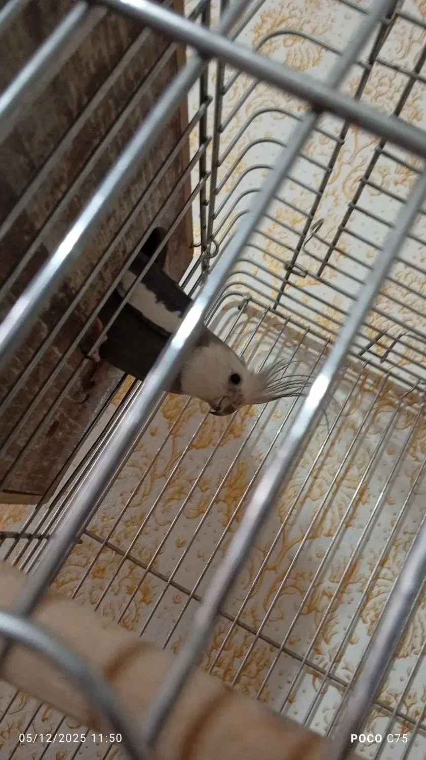 فروش فوری عروس هلندی|پرنده|خرم‌آباد, |دیوار