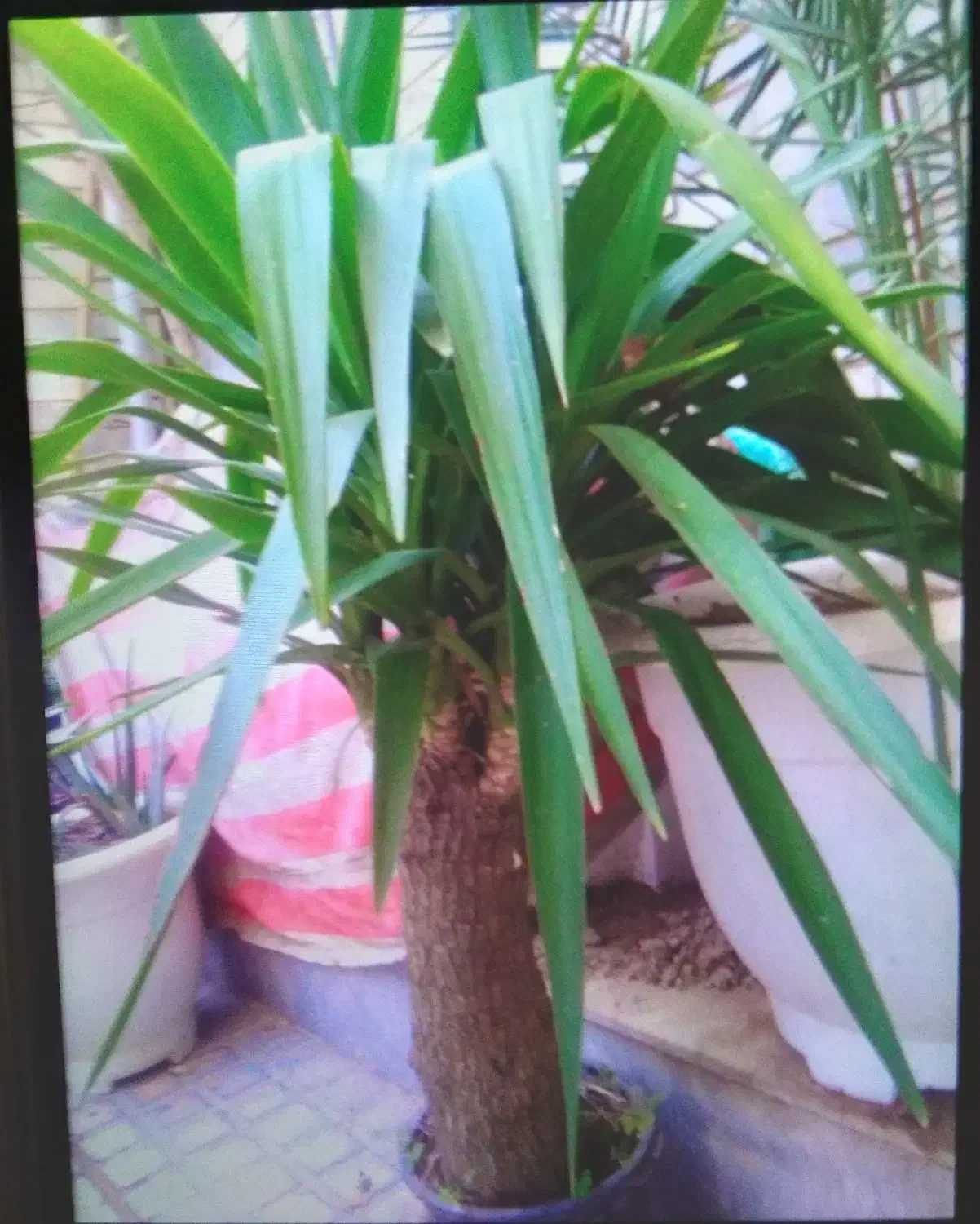 گل یوکا شاداب و سرحال|گل و گیاه طبیعی|ری, دیلمان|دیوار