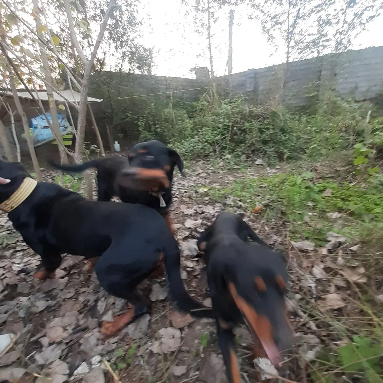 روتوایلر|سگ|لولمان, |دیوار