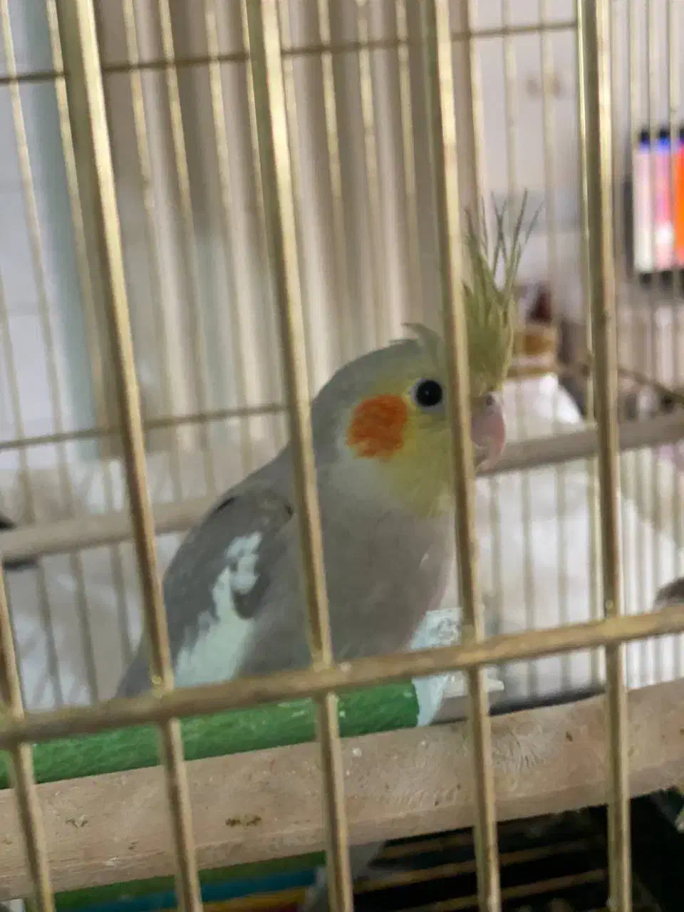 ۳ تا جوجه عروس هلندی|پرنده|تربت‌حیدریه, پائین ولایت|دیوار