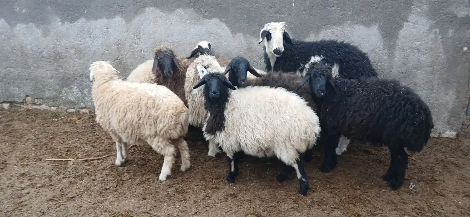 بره سبک کیلویی|حیوانات مزرعه|مهریز, |دیوار