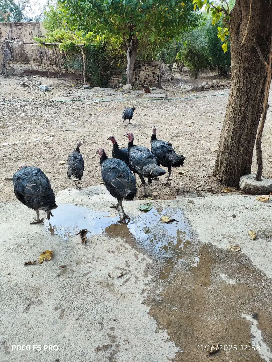 بوقلمون نر و ماده|حیوانات مزرعه|دره شهر, |دیوار