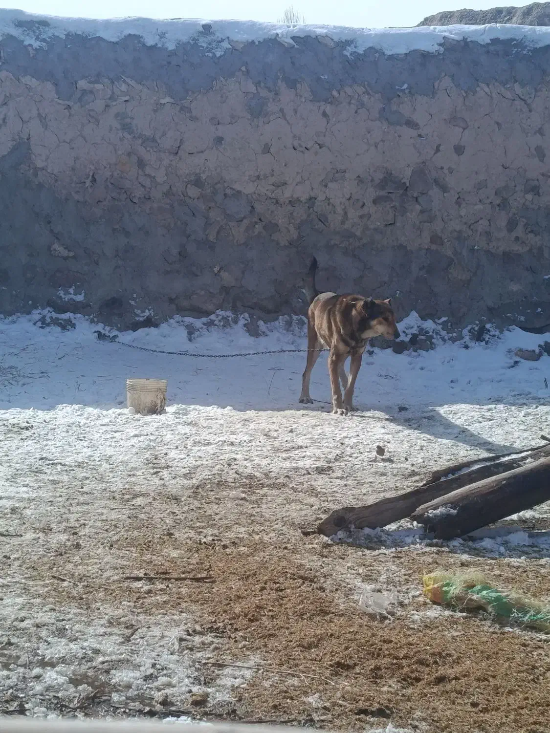 سگ سرابی|سگ|سلماس, |دیوار