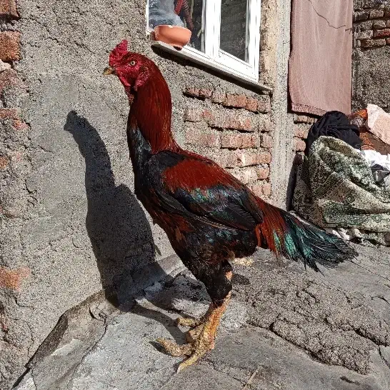 لاری اصیل|حیوانات مزرعه|اردبیل, |دیوار