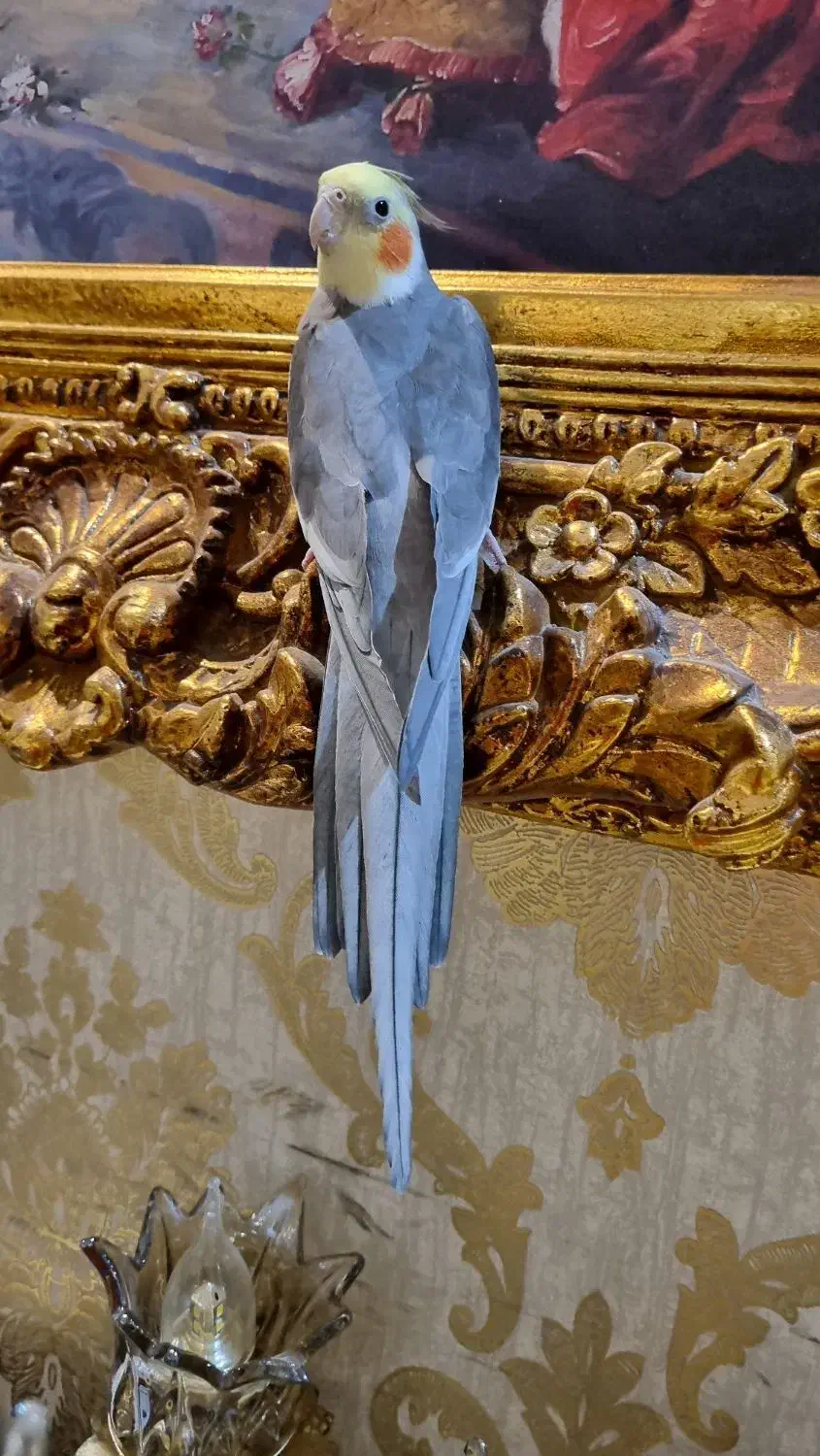 قناری|پرنده|نیشابور, کوی یغما|دیوار