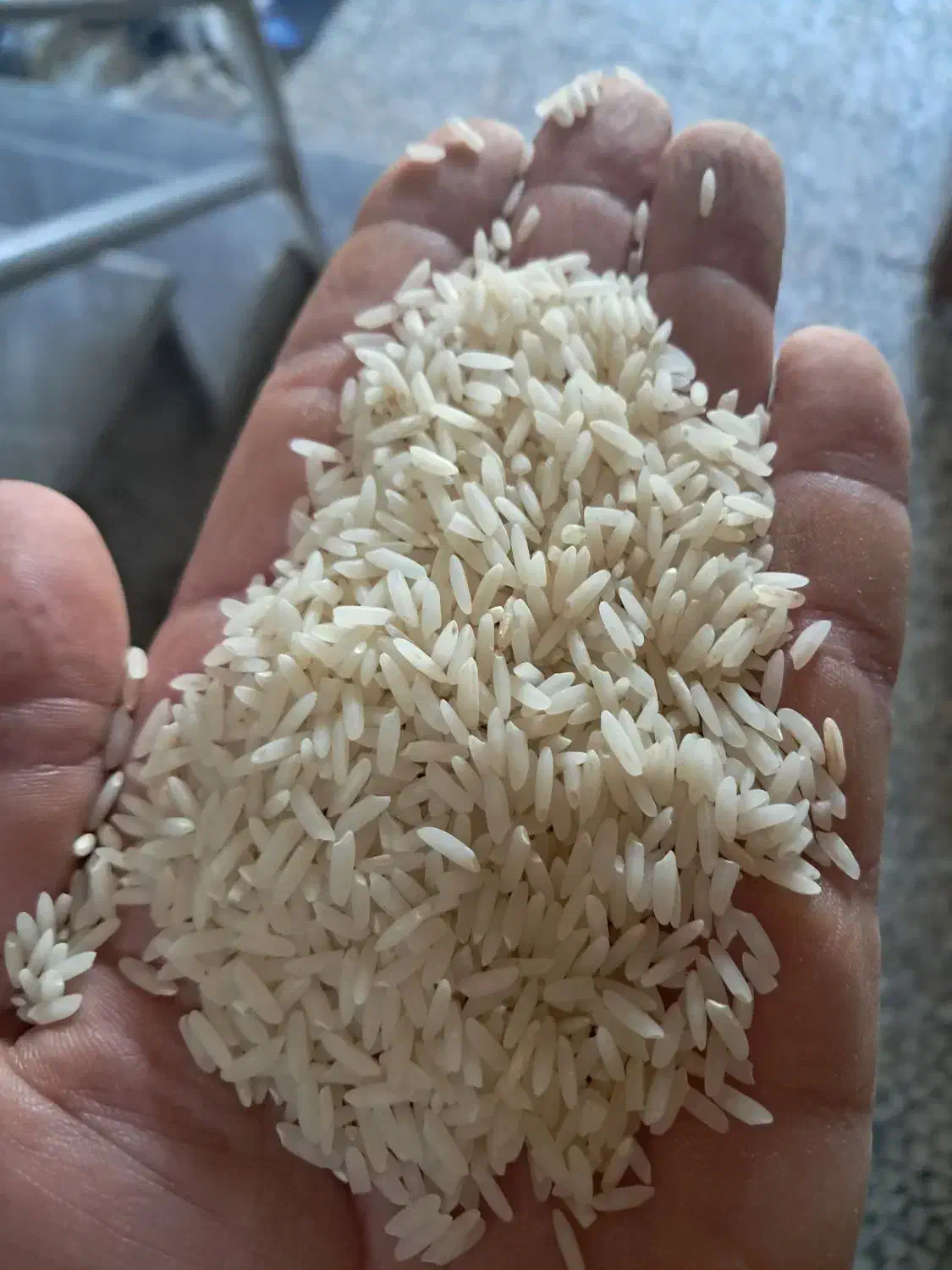 برنج کشت دوم|خوردنی و آشامیدنی|ساری, |دیوار