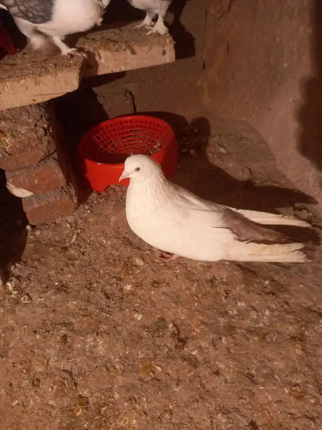 کبوتر|پرنده|گوگان, |دیوار