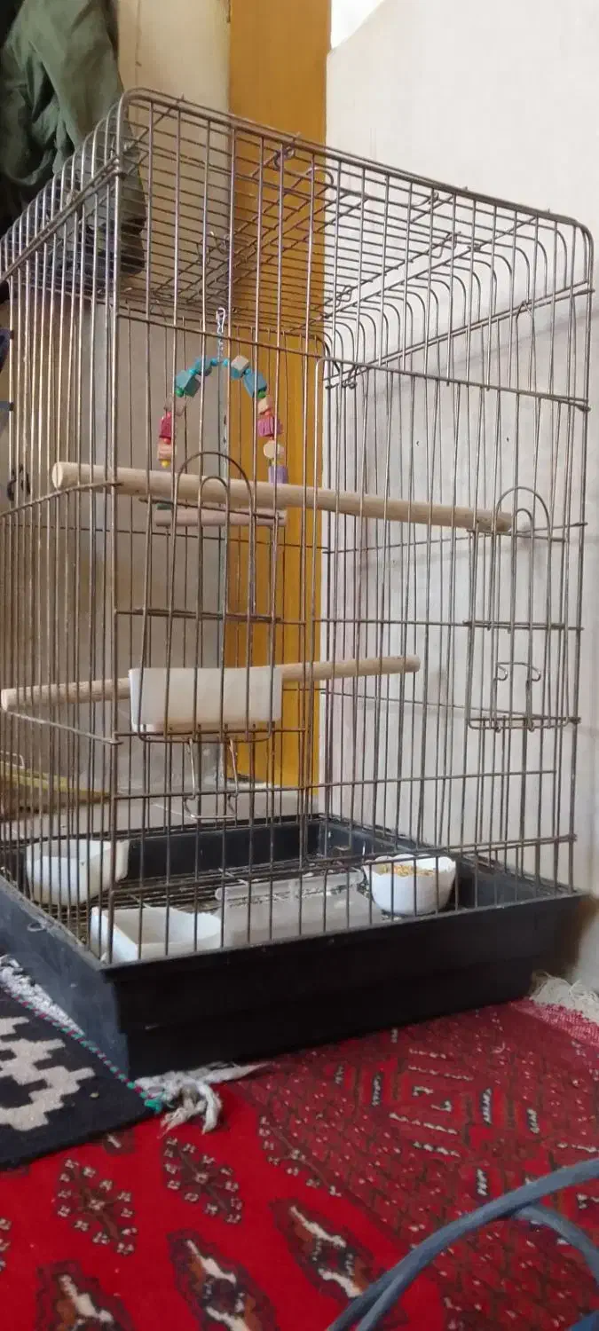 قفس پرنده سایز بزرگ کاسکو و طوطی|لوازم جانبی حیوانات|سمنان, |دیوار