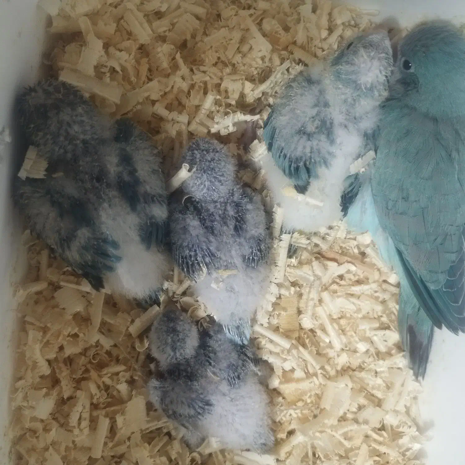 طوطی راهب سرلاکی|پرنده|قائم‌شهر, |دیوار