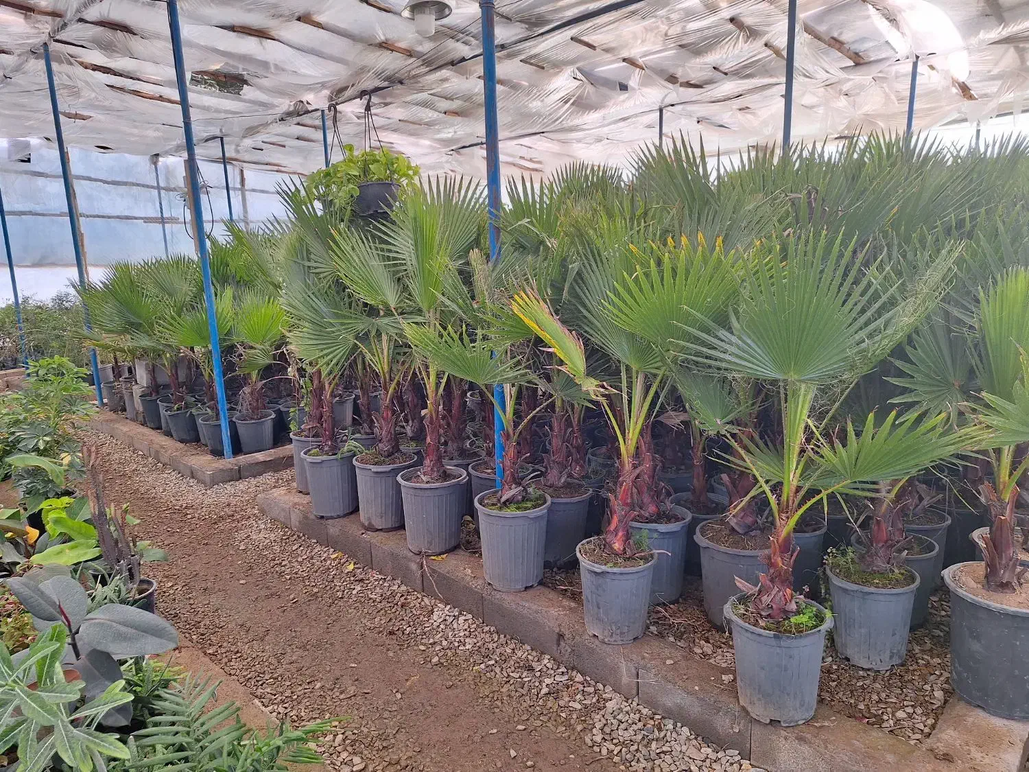 پالم تنه دار گلدان باغ باغچه|خدمات باغبانی و درختکاری|شاهینشهر, شهرک سایت|دیوار