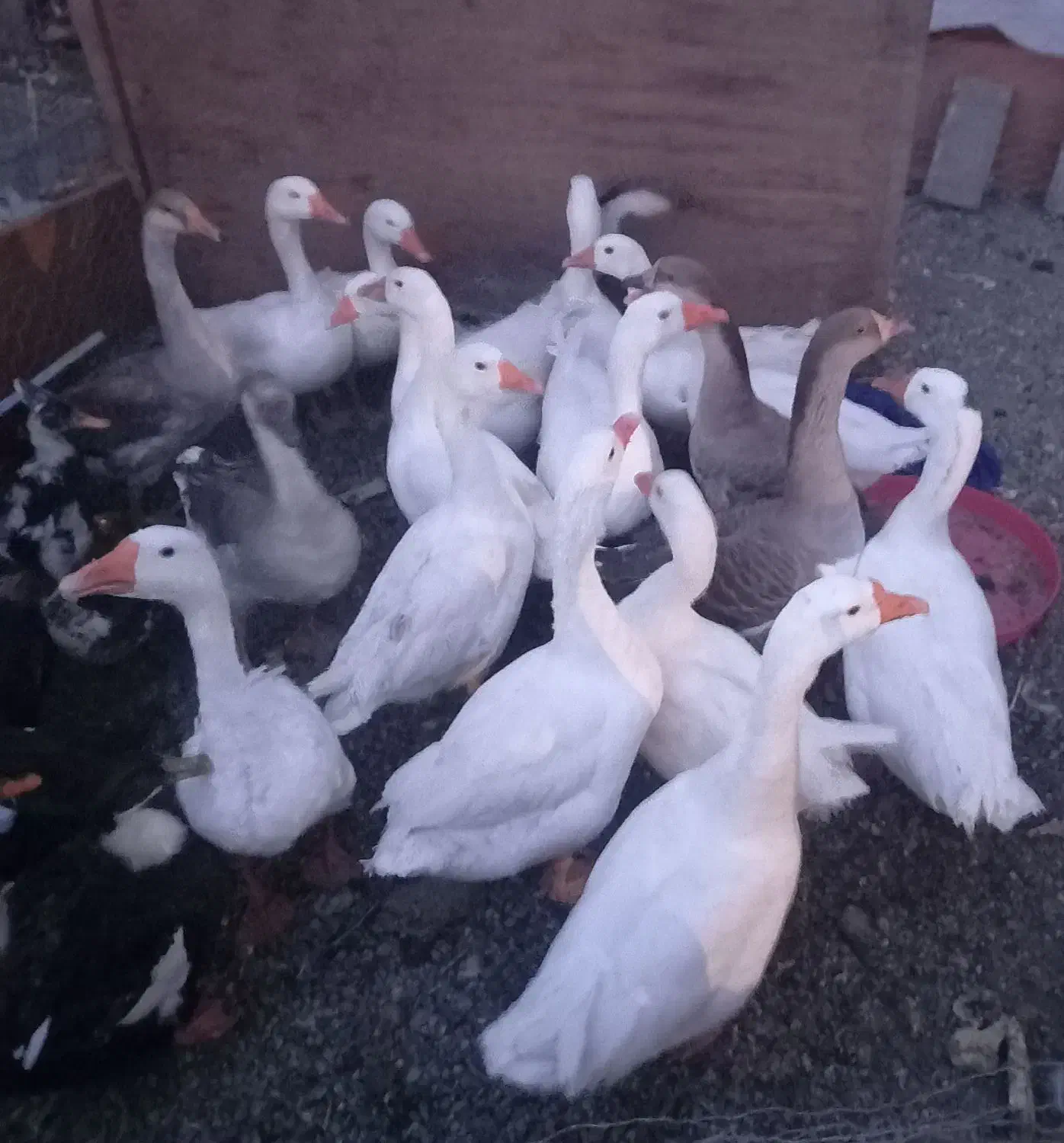 فروش غاز محلی|حیوانات مزرعه|نقده, |دیوار