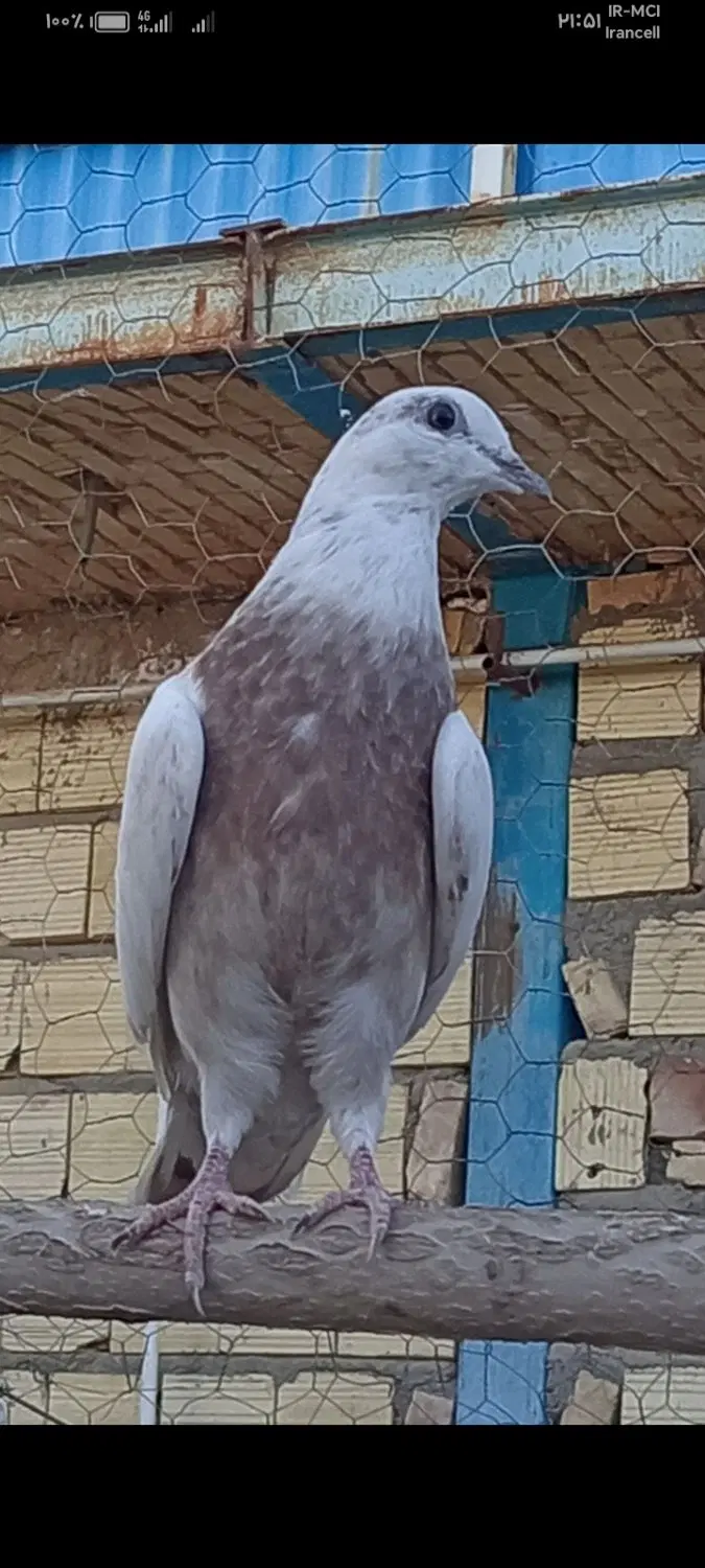 کفتر|پرنده|سیرجان, |دیوار