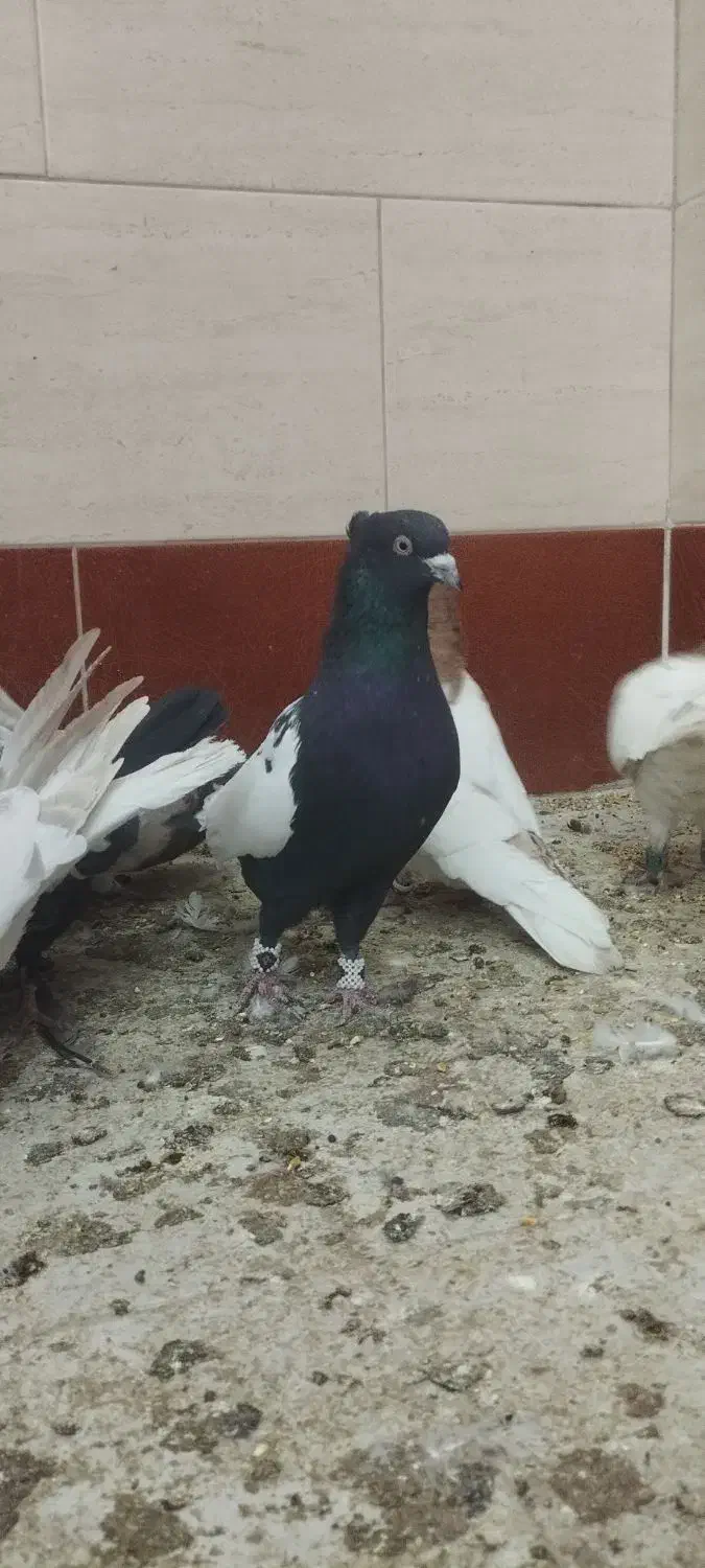 سه تا نر پرشی زرنگ|پرنده|اسلام‌شهر, شهرک سعیدیه|دیوار