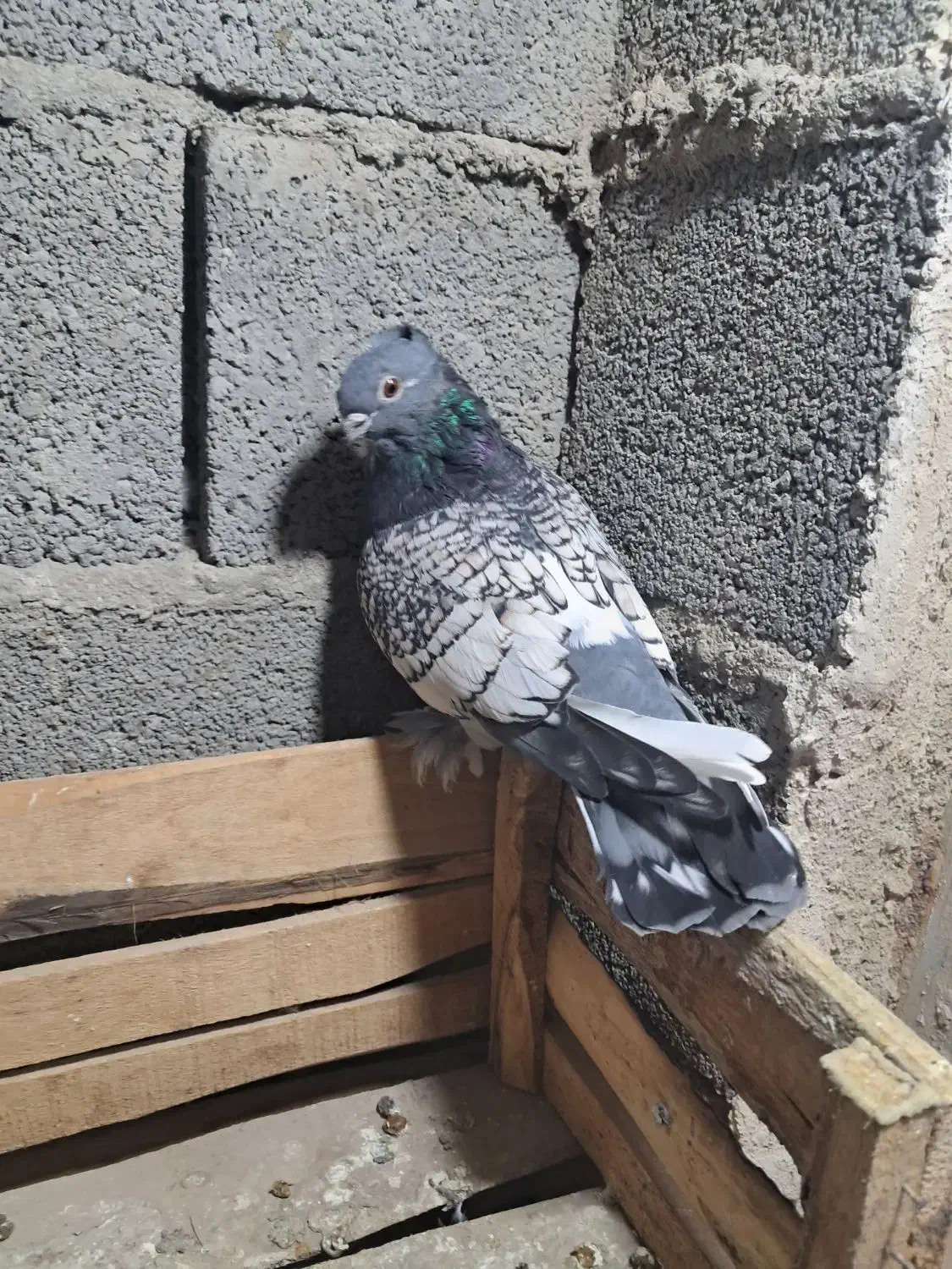 کبوتر|پرنده|ملکان, |دیوار