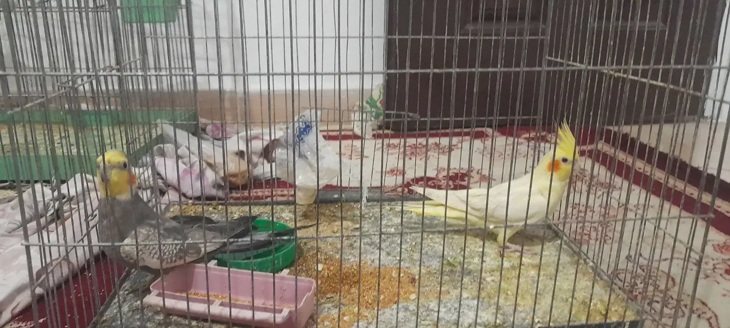 یجفت عروس هلندی با دوتا نر و یدونه طوطی برزیلی|پرنده|قرچک, مهدیه|دیوار