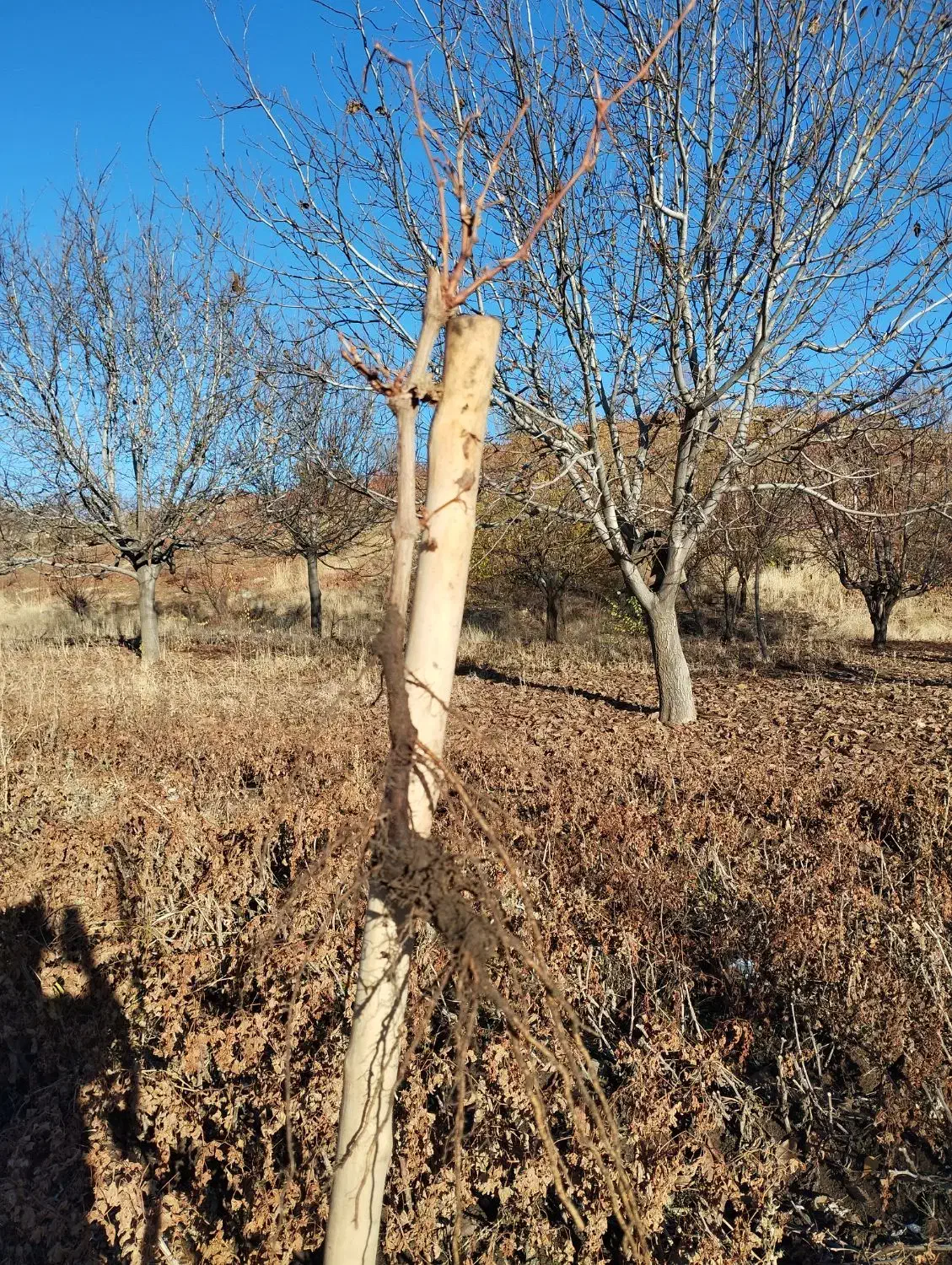 فروش نهال یک ساله|خدمات باغبانی و درختکاری|خاو و میرآباد, |دیوار