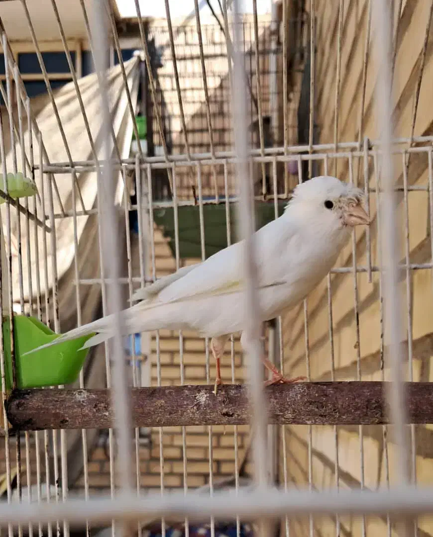 قناری مست مست|پرنده|کارون, |دیوار