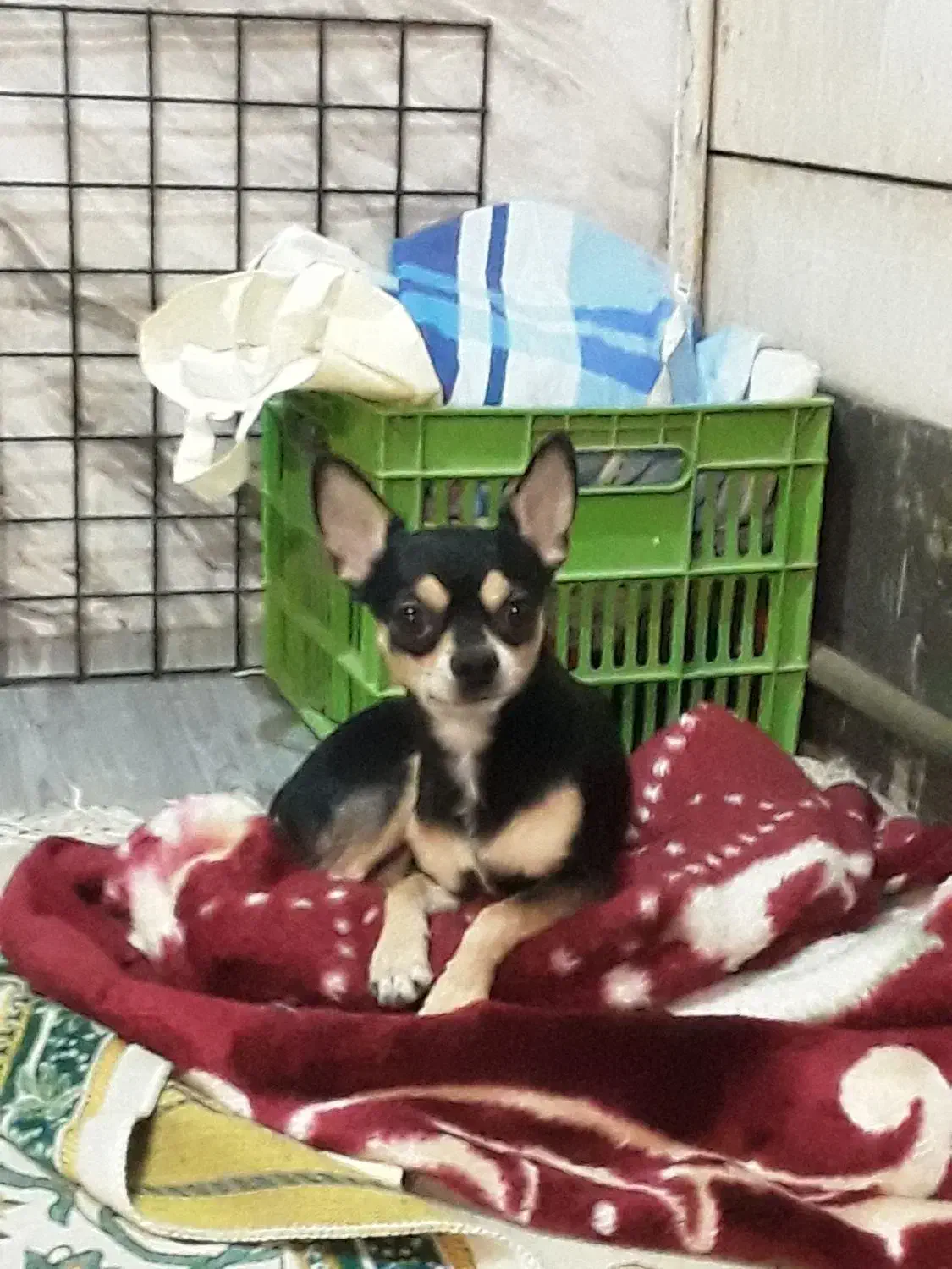 سگ شیواوا شیهواهوا نر اصیل|سگ|اصفهان, دشتستان|دیوار