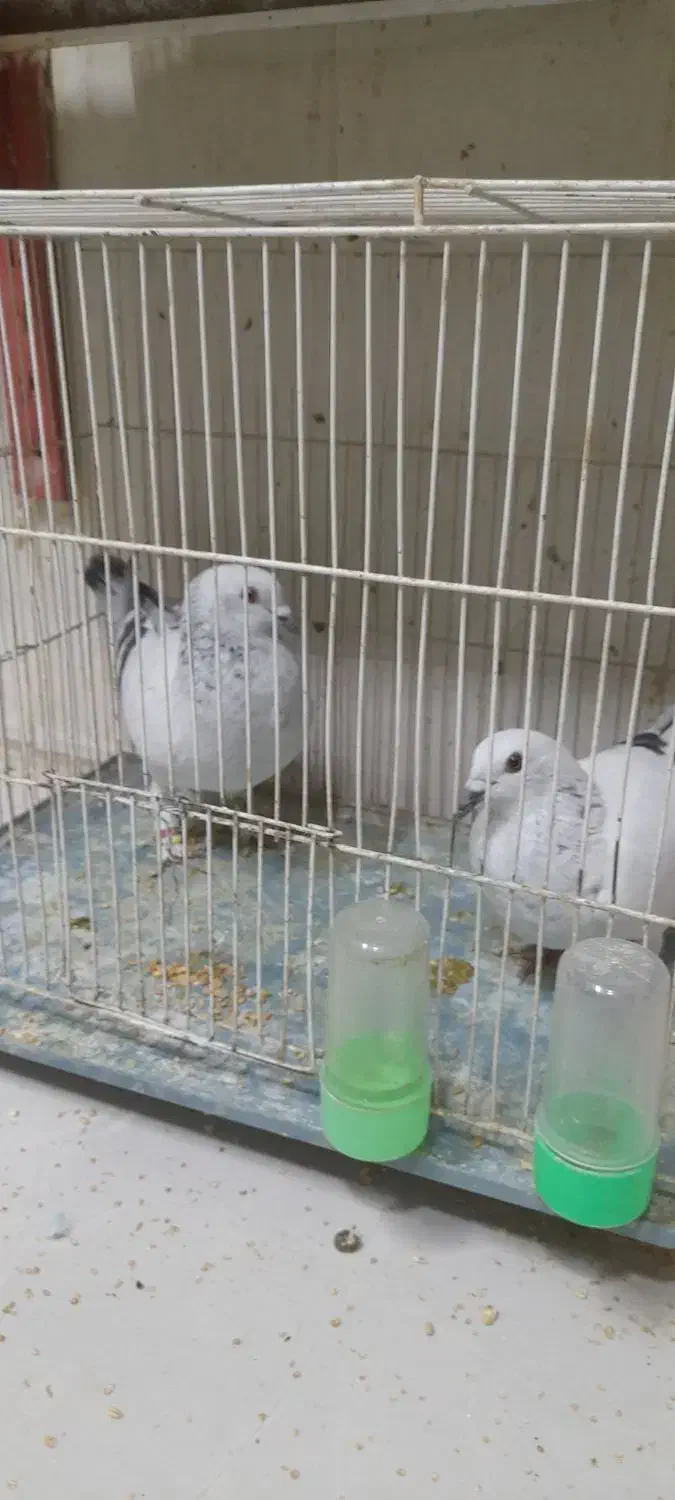 کبوتر شامی. ویک کبوتر بادکنکی|پرنده|مشهد, بهمن|دیوار