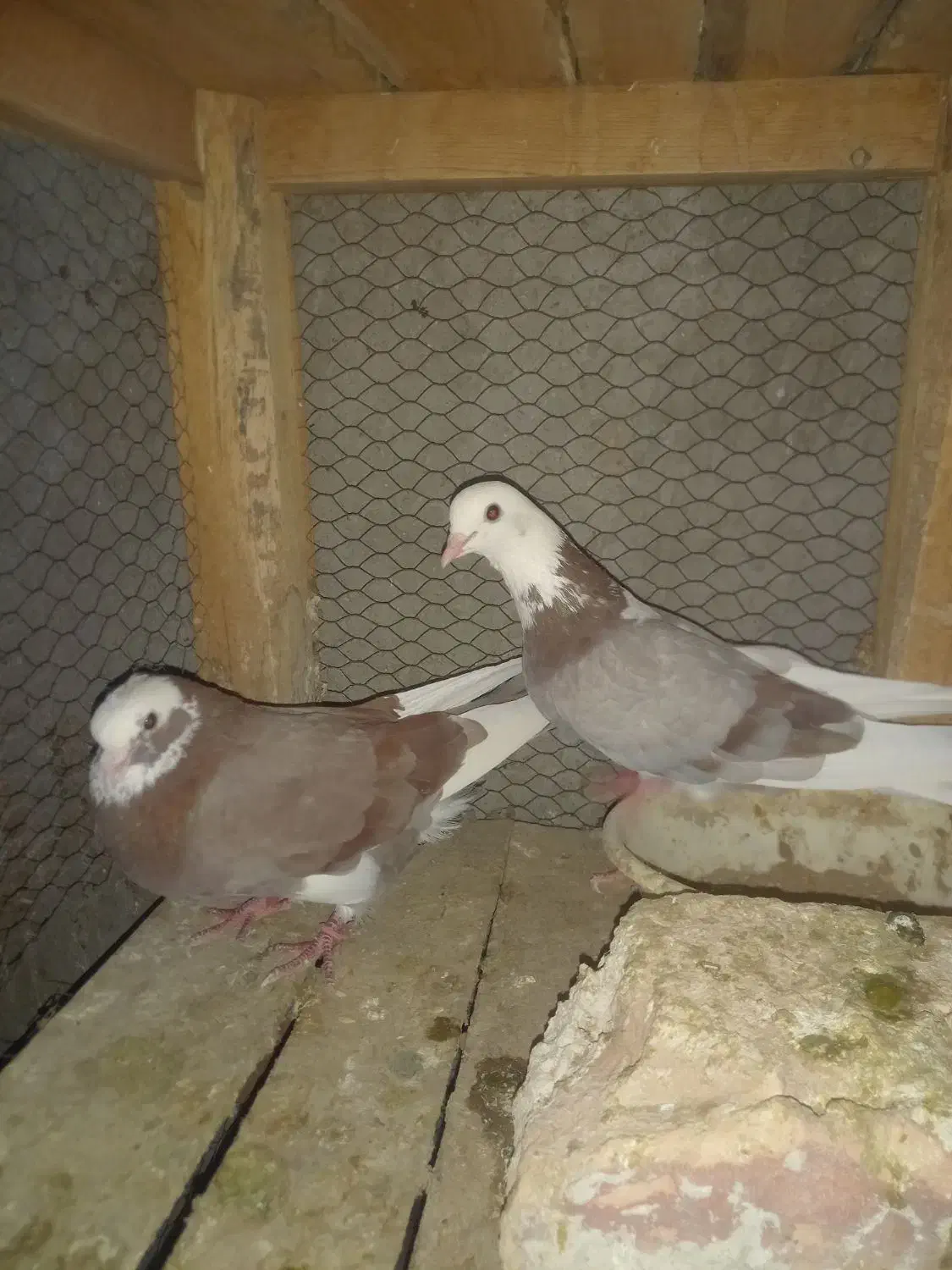 کبوتر هما|پرنده|آران و بیدگل, |دیوار