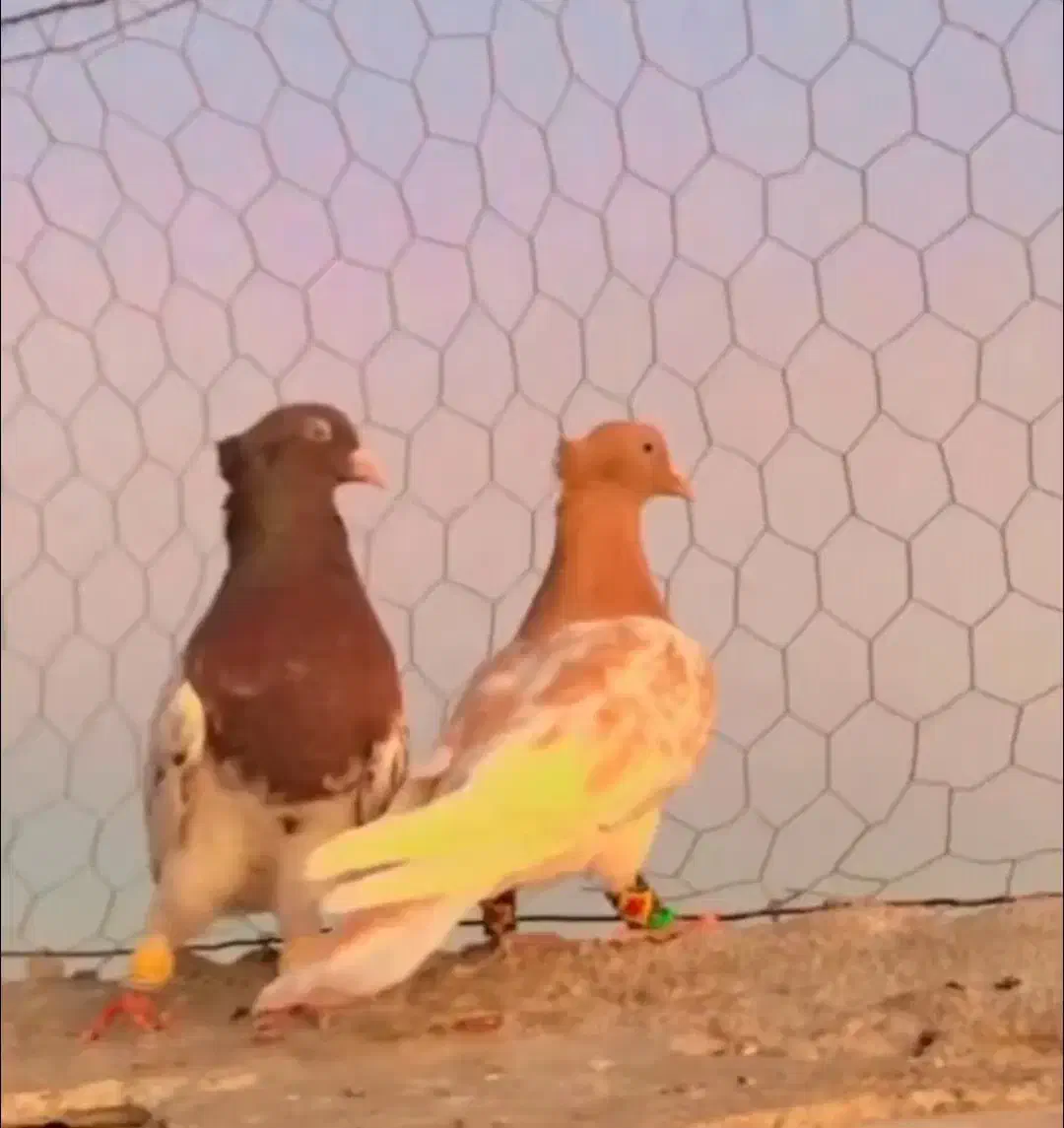 کبوتر رنگی کله سرخ و زرد عطیقه|پرنده|لنجان, |دیوار