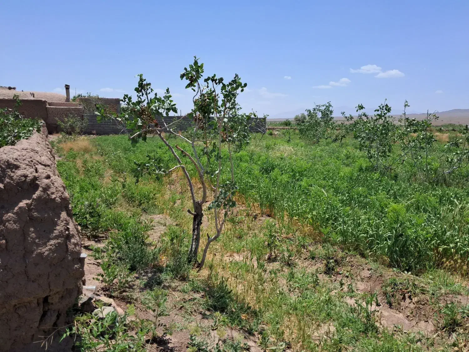 زمین مناسب برای خانه باغ|فروش زمین و ملک کلنگی|بردسیر, |دیوار