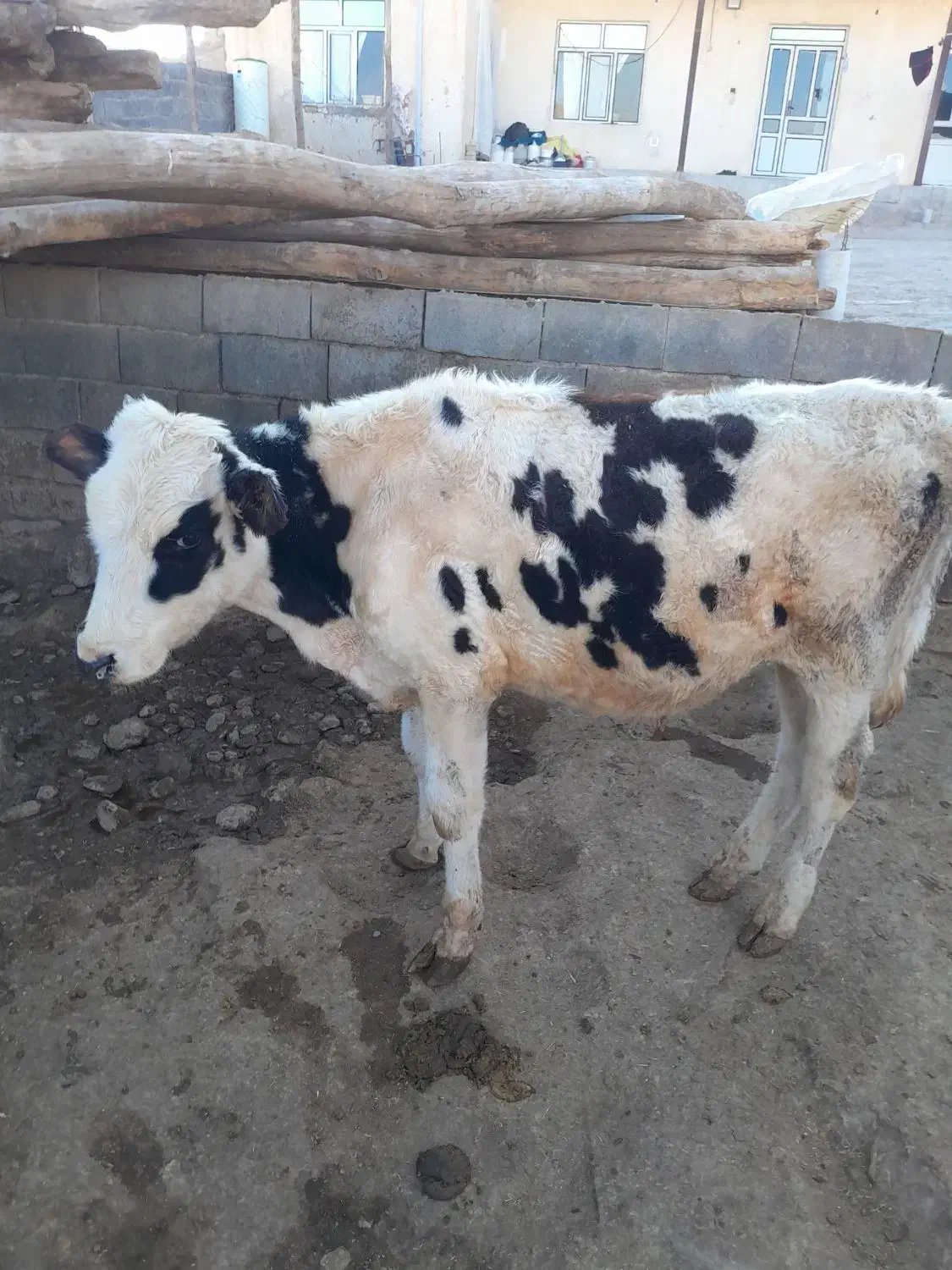 گوساله نر|حیوانات مزرعه|شیرین‌سو, |دیوار