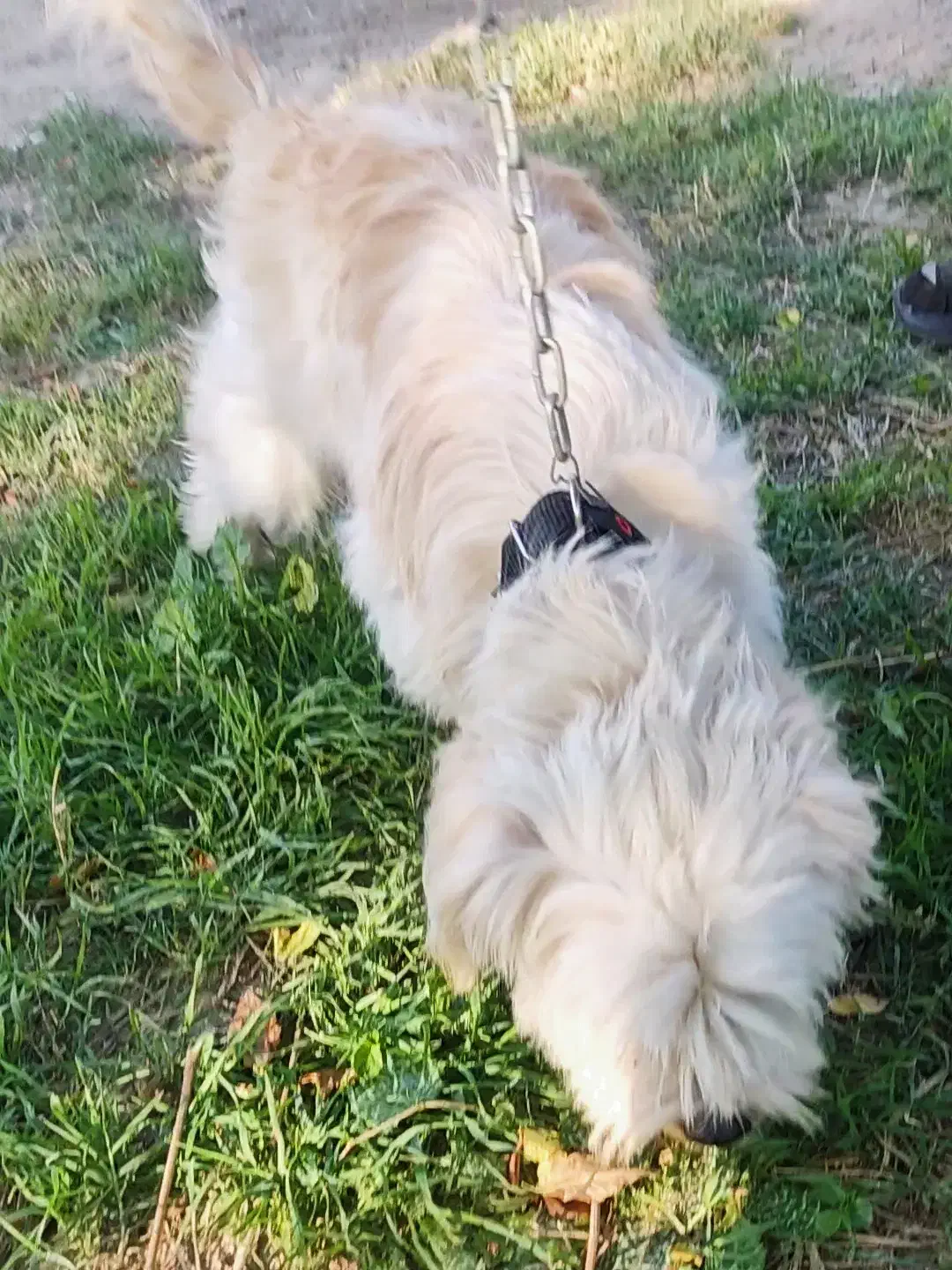 سگ زیبا عال.یی|سگ|گرگان, |دیوار