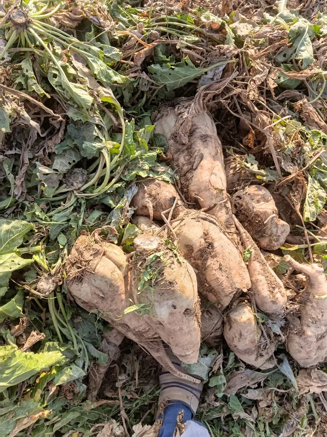 چعندر قند|خوردنی و آشامیدنی|بشاریات, |دیوار