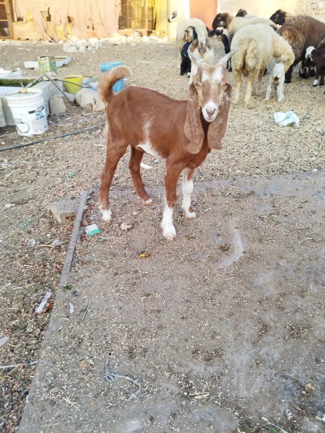 دو عدد بز جوان عدانی|حیوانات مزرعه|خورموج, |دیوار