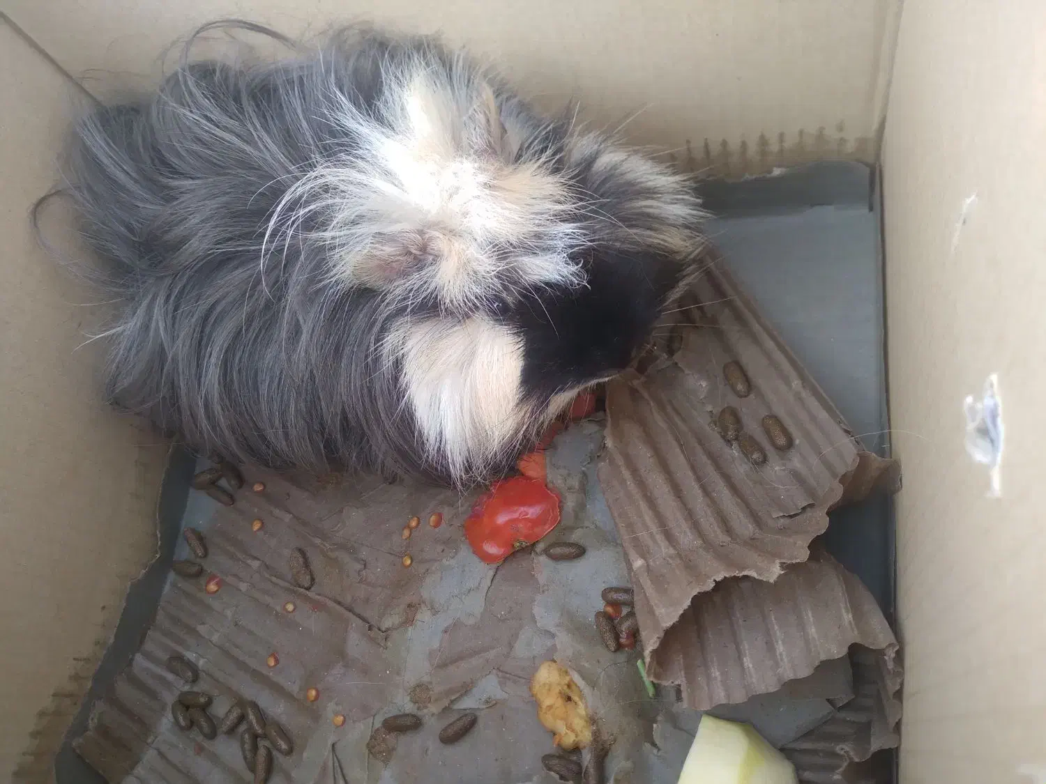 همستر|موش و خرگوش|اراک, |دیوار