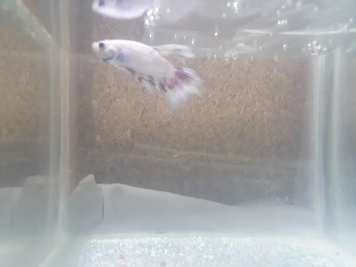 ماهی فایتر|ماهی|مشهد, گاز|دیوار