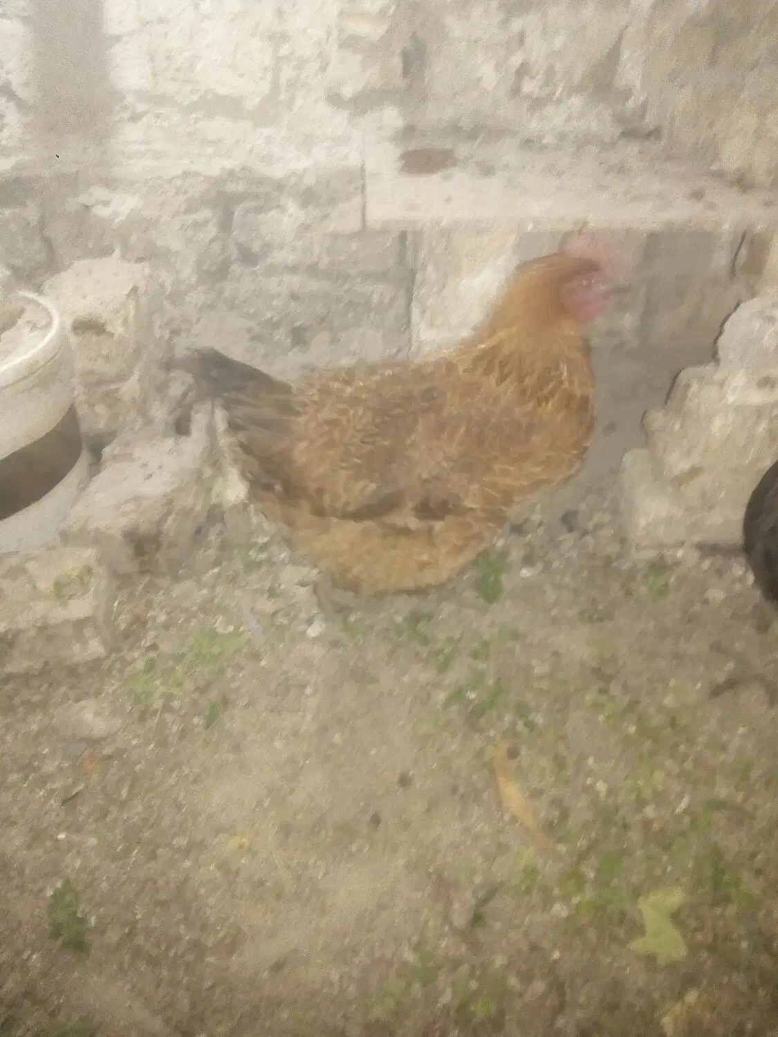 مرغ محلی تخمگذار|حیوانات مزرعه|طرقبه, |دیوار