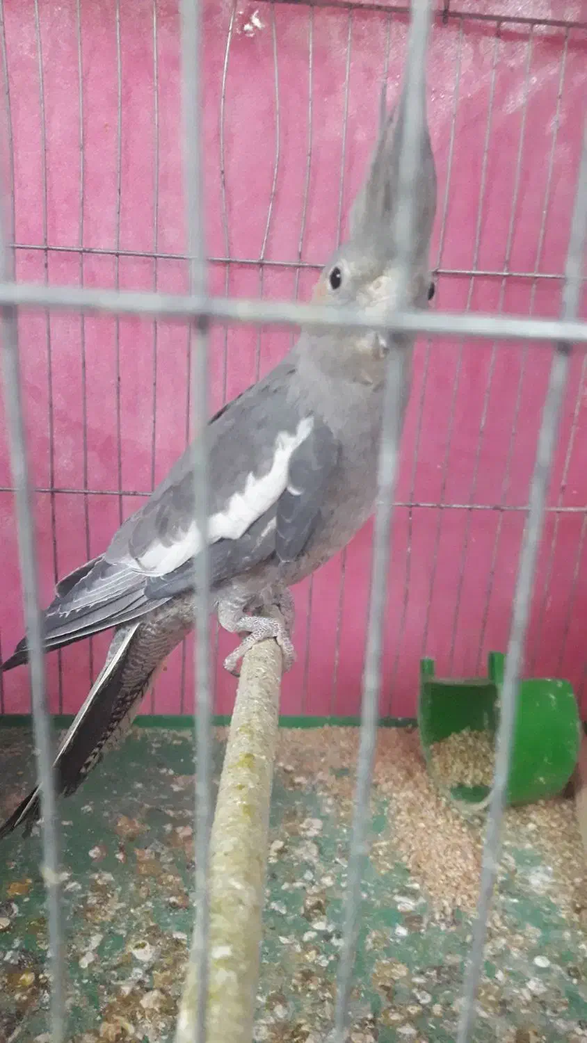 عروس هلندی ماده|پرنده|ابهر, |دیوار