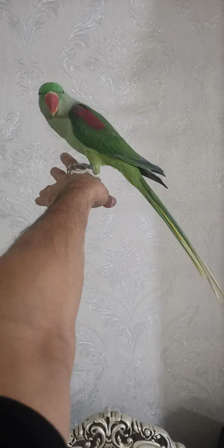 شاه طوطی رام و دستی پر صاف|پرنده|قرچک, زیبا شهر|دیوار