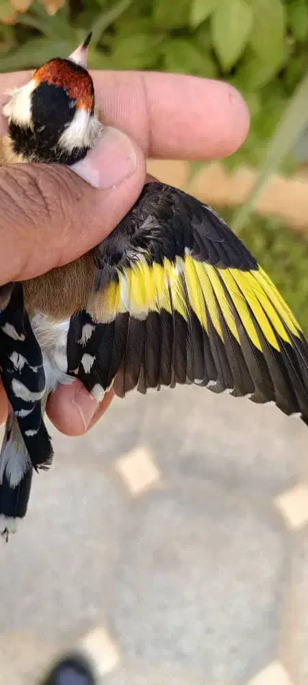 سقا کرمونشاهی ۴ گل ریزه خوان|پرنده|کرمان, |دیوار