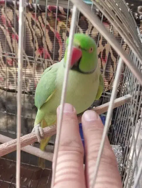 ملنگو سخنگو طوطی روزمادر|پرنده|لنجان, |دیوار