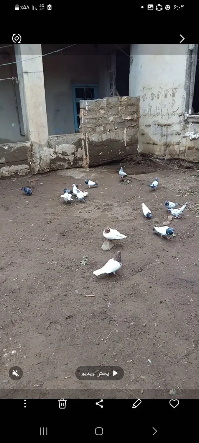 ۶۰ عدد کبوتر تیدی باش سپه وباش ساری درهم|پرنده|انگوت, |دیوار