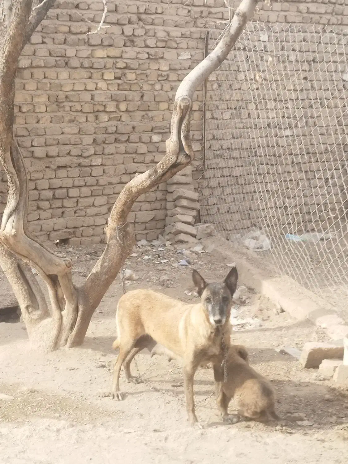 واگذاری دوتا توله مالینیوز و مادرش|سگ|بوئین زهرا, |دیوار