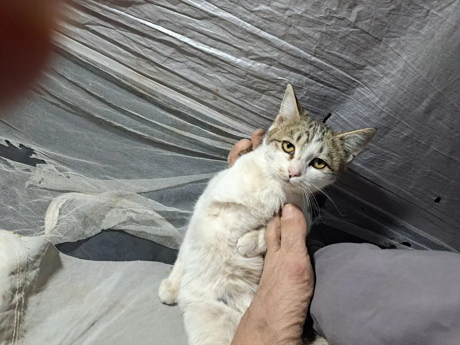 دستآموز وخانگی|گربه|جوین, |دیوار