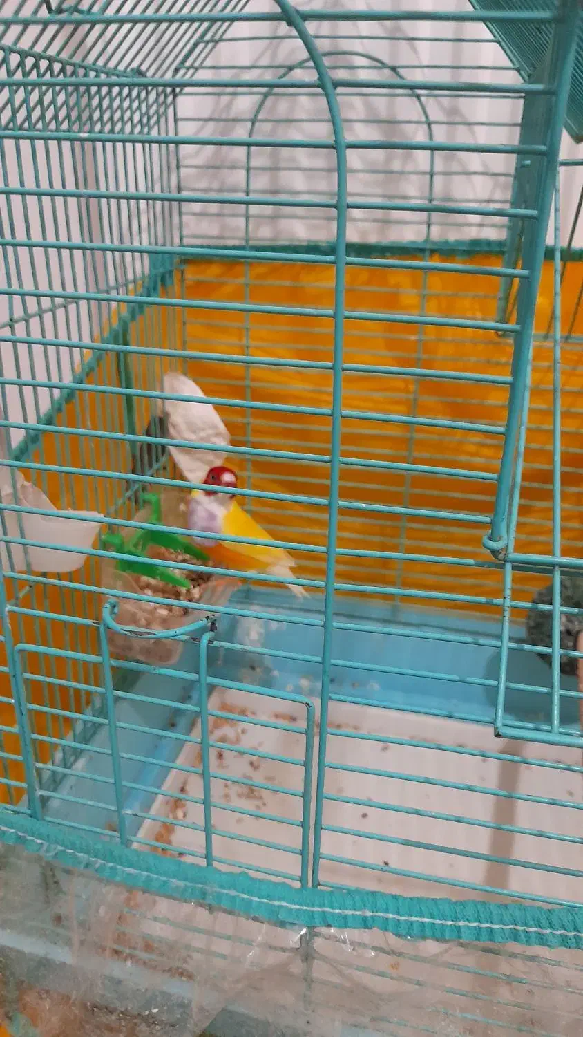 عروس هلندی  کاملا دستی  و فنج گلدین نر بخون|پرنده|اردبیل, |دیوار