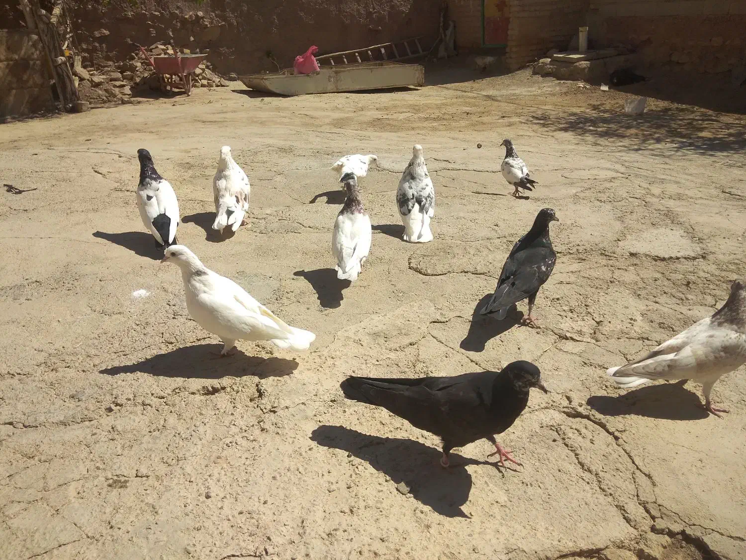 کفتر جفتی 300|پرنده|نهاوند, |دیوار