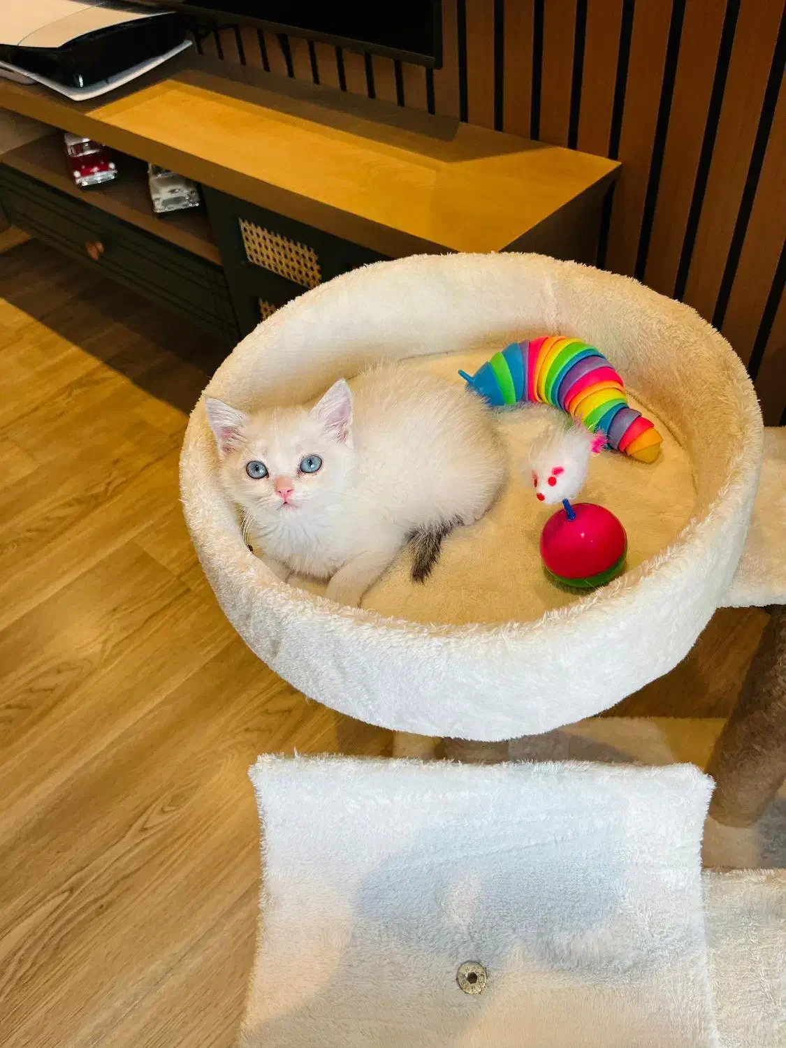 گربه خاص چشم آبی بلوپوینت|گربه|چالوس, |دیوار