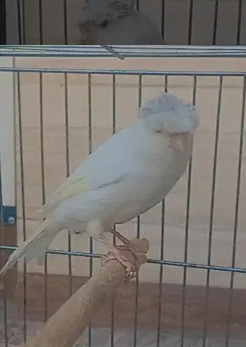 قناری نر سفید پابلند|پرنده|کرمان, |دیوار